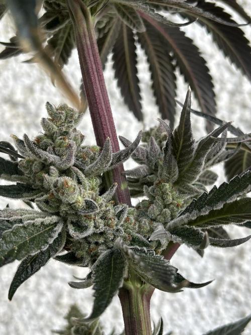 Melonade Runtz. Week 14