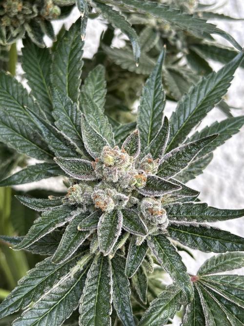 Melonade Runtz. Week 14