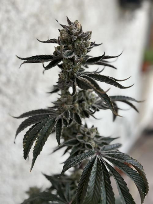 Melonade Runtz. Week 14