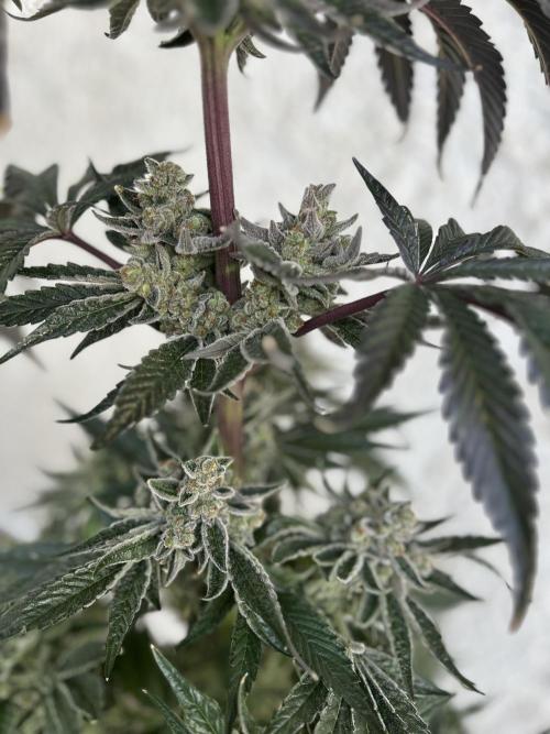 Melonade Runtz. Week 14