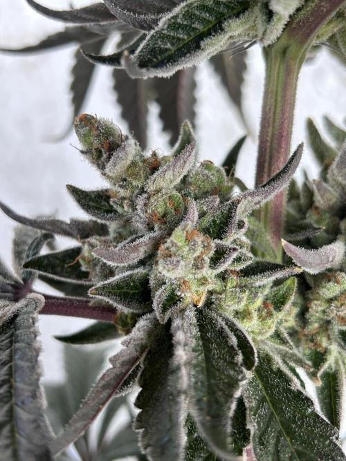 Melonade Runtz. Week 14
