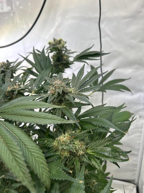Gello-Z. Week 12
