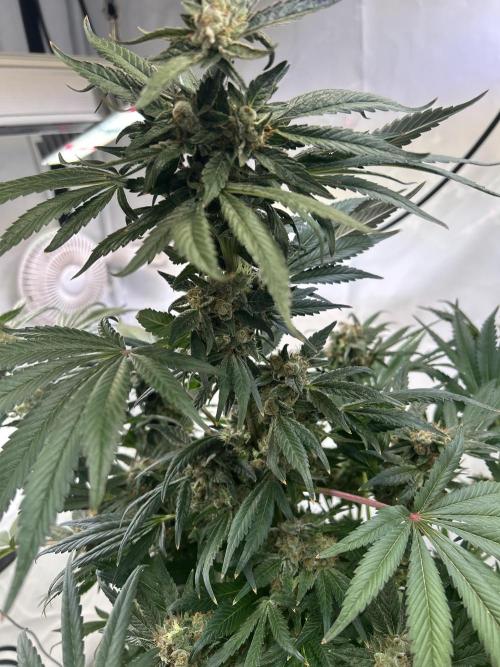 Gello-Z. Week 12