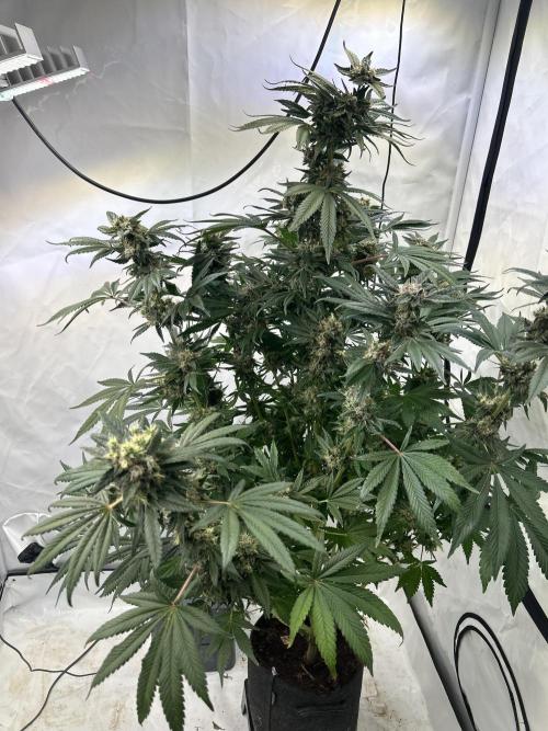 Gello-Z. Week 12