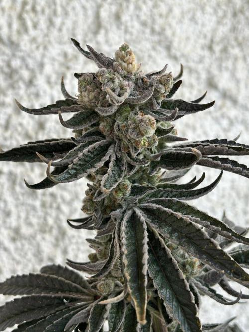 Melonade Runtz. Week 15