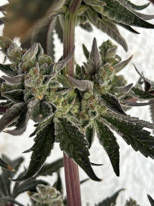 Melonade Runtz. Week 15