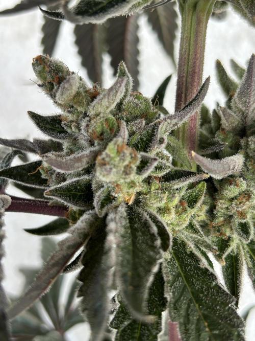 Melonade Runtz. Week 15