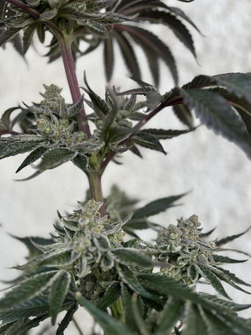 Melonade Runtz. Week 15
