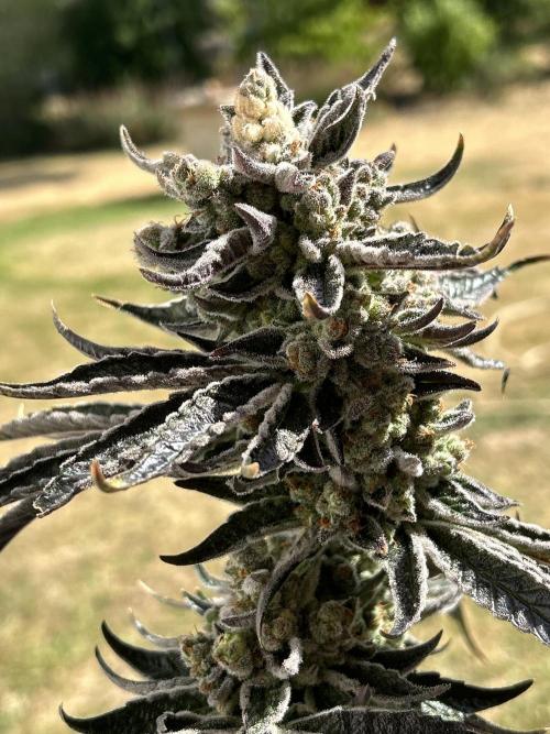 Melonade Runtz. Week 15