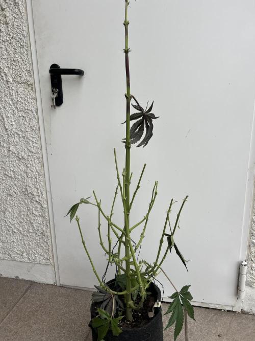 Melonade Runtz. Week 15