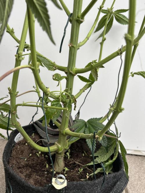 Melonade Runtz. Week 15