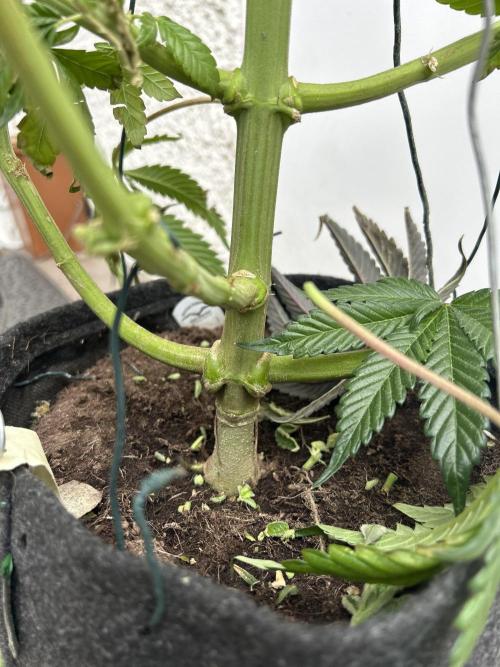 Melonade Runtz. Week 15