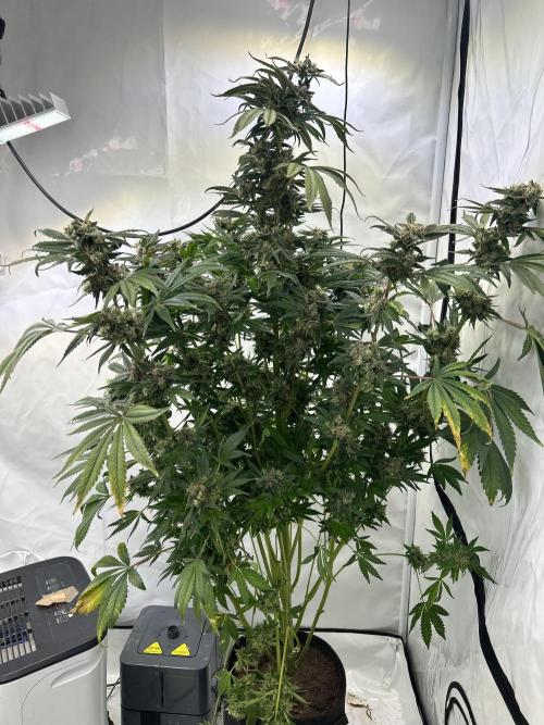 Gello-Z. Week 13