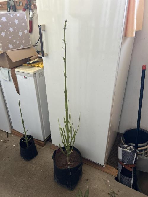 Gello-Z. Week 13