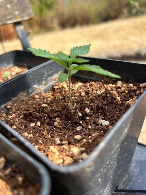 B F27 Auto ‚Strong And Heavy. Week 1