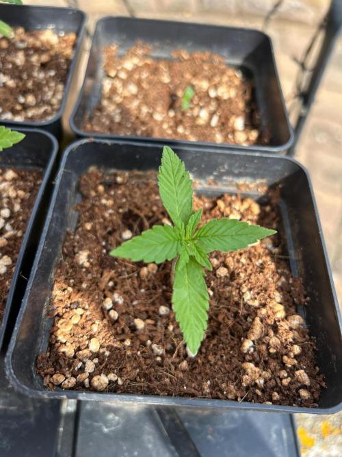 B F27 Auto ‚Strong And Heavy. Week 1