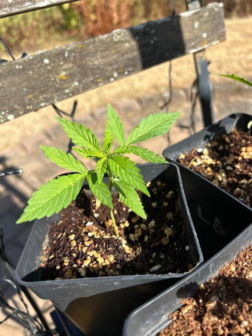 A F27 Auto Strong THC & Heavy terps. Week 2