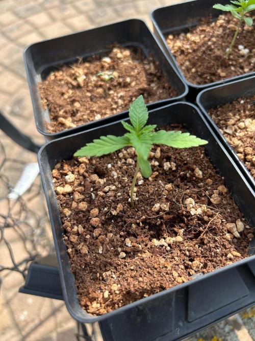 A F27 Auto Strong THC & Heavy terps. Week 1
