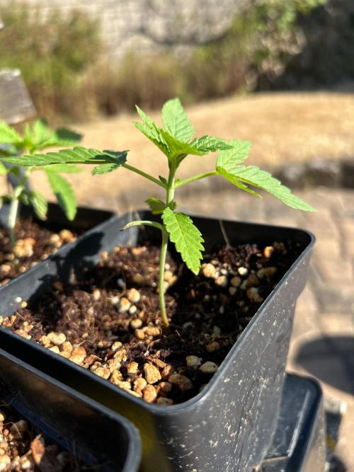 B F27 Auto ‚Strong And Heavy. Week 2
