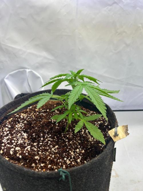 A F27 Auto Strong THC & Heavy terps. Week 3