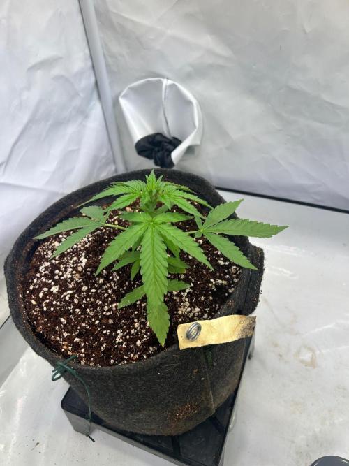 A F27 Auto Strong THC & Heavy terps. Week 3