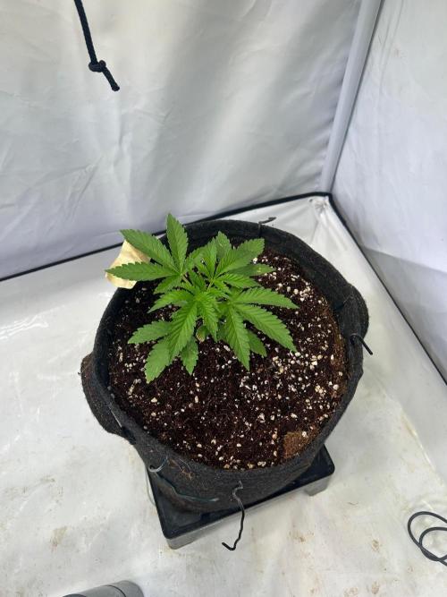 B F27 Auto ‚Strong And Heavy. Week 3