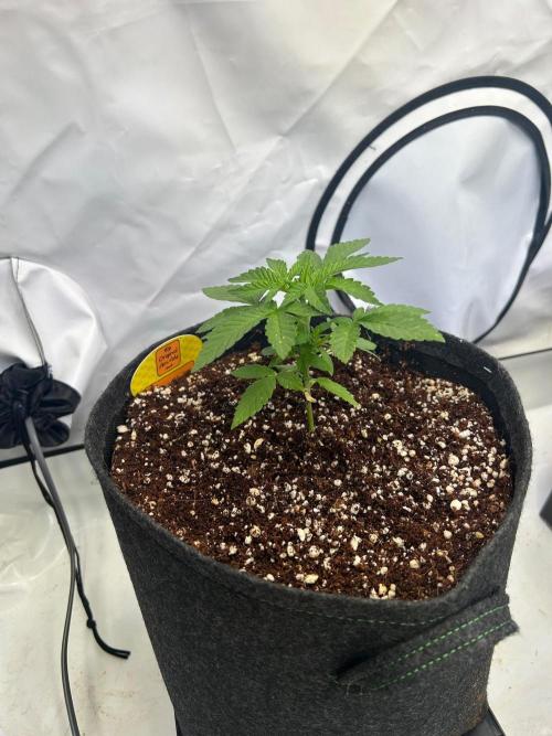 Auto Fume Pop. Week 3