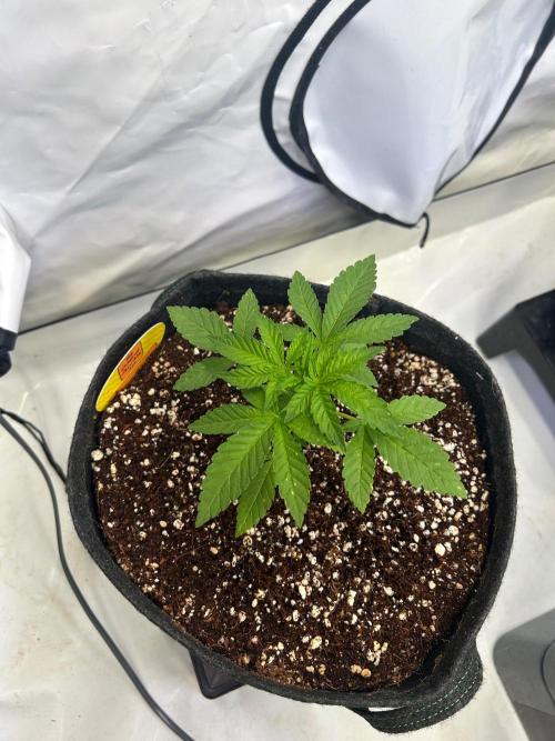 Auto Fume Pop. Week 3