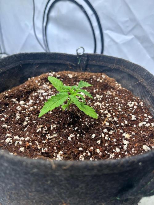 Auto fat Pete. Week 3