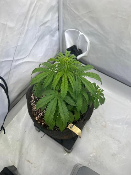 A F27 Auto Strong THC & Heavy terps. Week 4