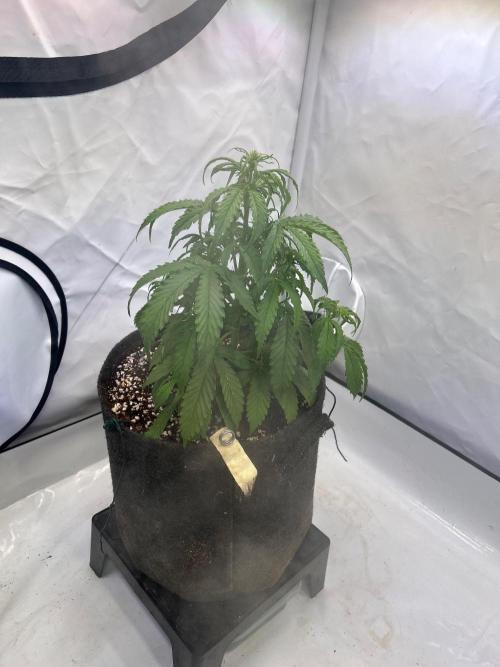 A F27 Auto Strong THC & Heavy terps. Week 4
