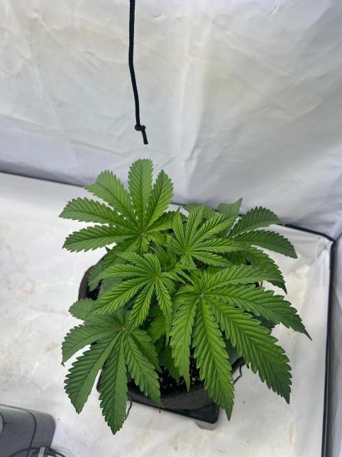 B F27 Auto ‚Strong And Heavy. Week 4
