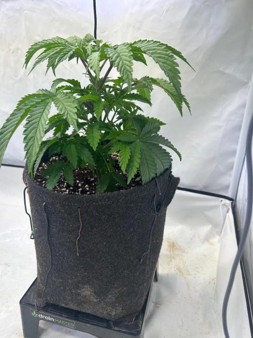 B F27 Auto ‚Strong And Heavy. Week 4