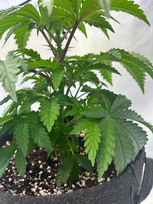 B F27 Auto ‚Strong And Heavy. Week 4