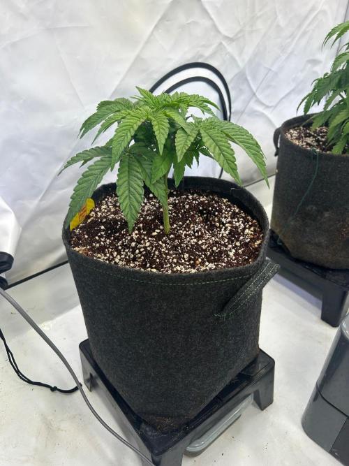 Auto Fume Pop. Week 4