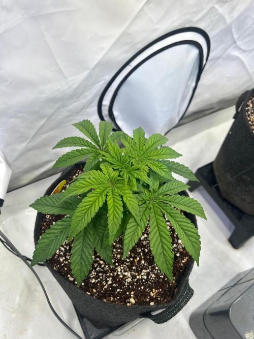 Auto Fume Pop. Week 4