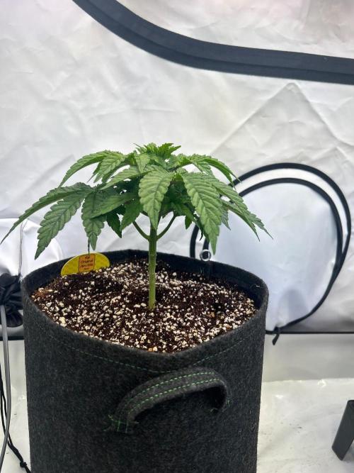 Auto Fume Pop. Week 4