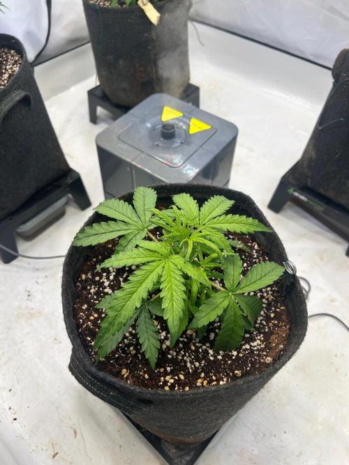 Auto fat Pete. Week 4