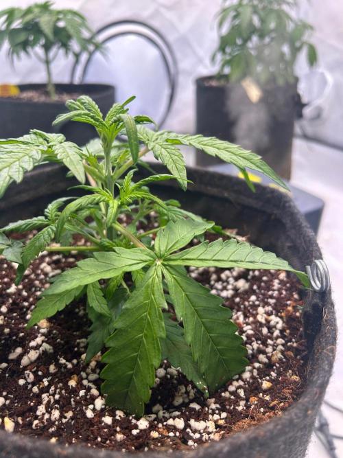 Auto fat Pete. Week 4