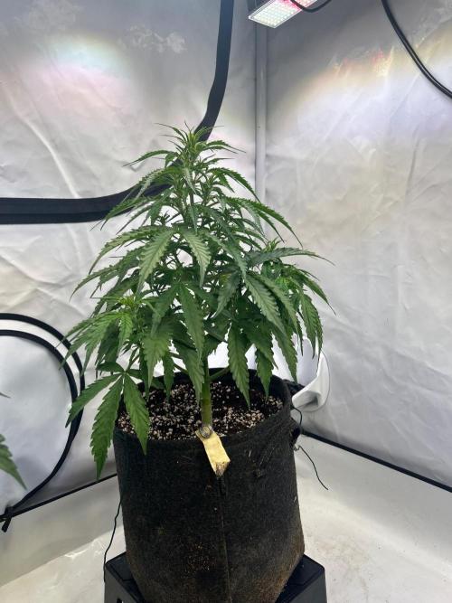 A F27 Auto Strong THC & Heavy terps. Week 4 - Nach 2-3 erholt 