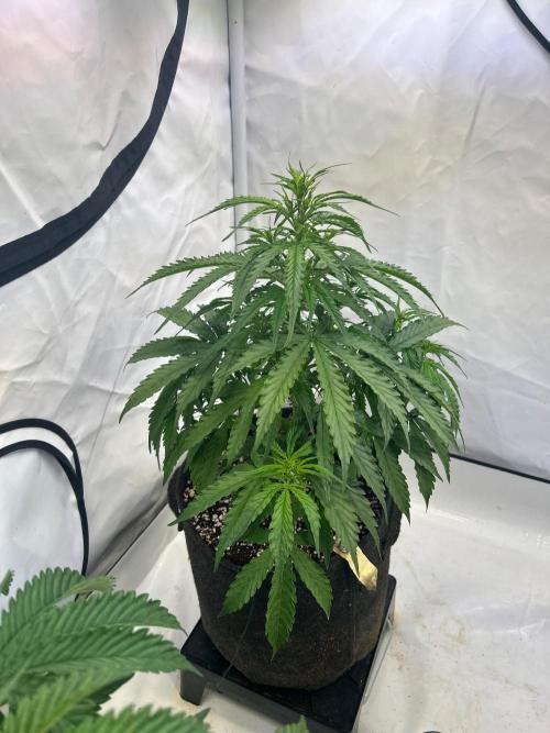 A F27 Auto Strong THC & Heavy terps. Week 4 - Und deutlich vitaler 
