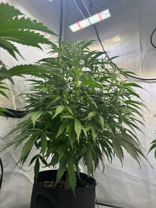 A F27 Auto Strong THC & Heavy terps. Week 5