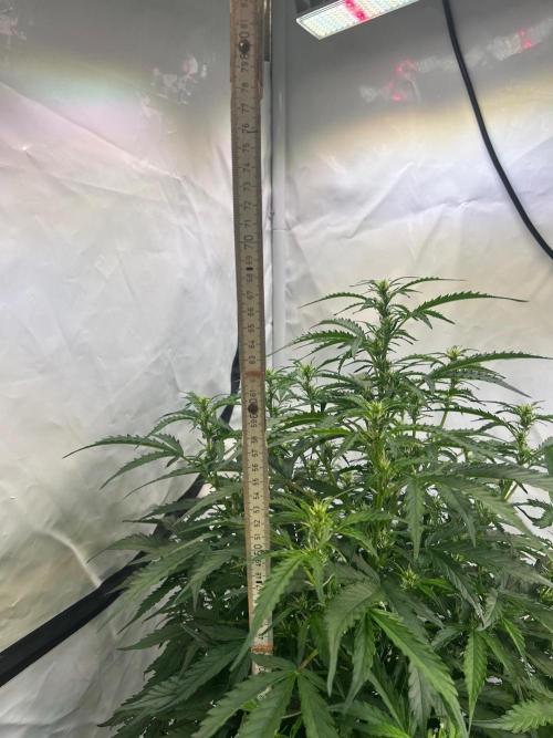 A F27 Auto Strong THC & Heavy terps. Week 5