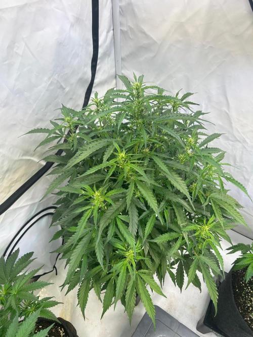 A F27 Auto Strong THC & Heavy terps. Week 5