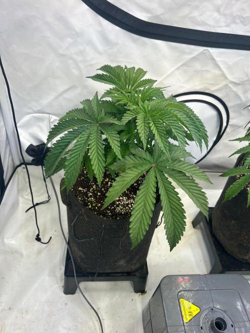 B F27 Auto ‚Strong And Heavy. Week 4
