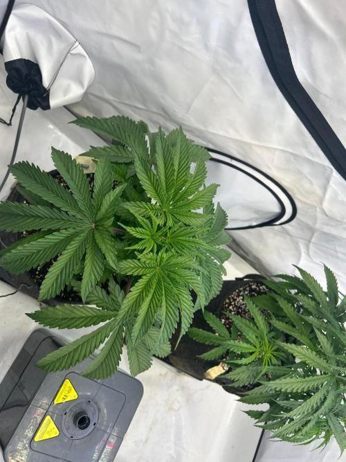 B F27 Auto ‚Strong And Heavy. Week 4