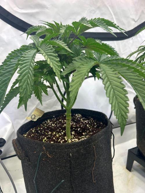 B F27 Auto ‚Strong And Heavy. Week 4 - Bisschen defol und mainlining