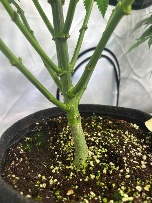 B F27 Auto ‚Strong And Heavy. Week 5