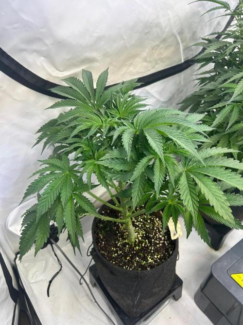 B F27 Auto ‚Strong And Heavy. Week 5