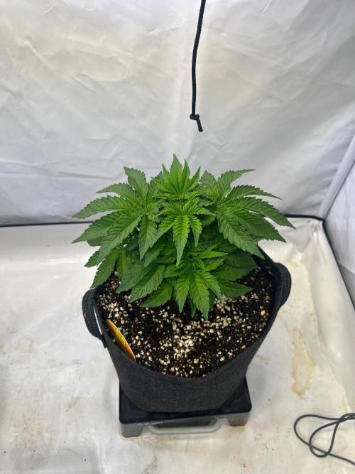 Auto Fume Pop. Week 5